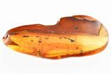Detailed Fossil Leafhopper (Cicadellidae) In Baltic Amber #330659-1